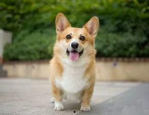 柯基犬夜路吃瓜视频,萌态十足引网友热议