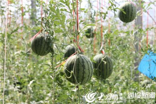 莲湖花园吃瓜事件视频曝光,视频曝光揭示惊人真相