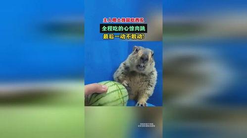 土拨鼠吃瓜视频,揭秘动物界的“美食家”