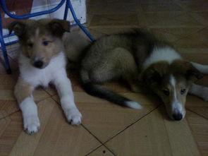 小狗狗吃鸡瓜好吗图片视频