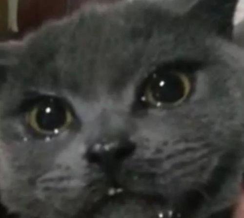 倦倦喵吃瓜视频,揭秘娱乐圈幕后真相