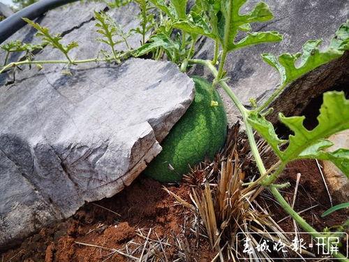 吃瓜打石头视频素材,趣味视频引网友热议