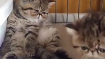 懒猫吃瓜酱小视频大全集,趣味小视频大盘点