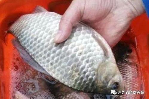 吃鲫鱼能吃哈密瓜吗视频